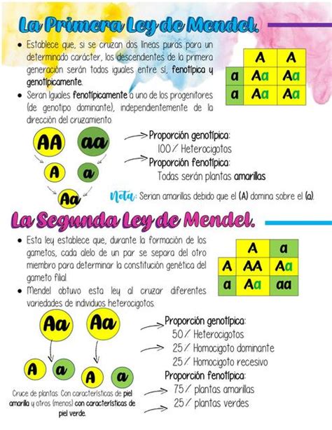 LEYES DE MENDEL (CUADROS DE PUNNET CON PROBLEMAS Y EJEMPLOS) GENÉTICA | Gráfica de punett ...