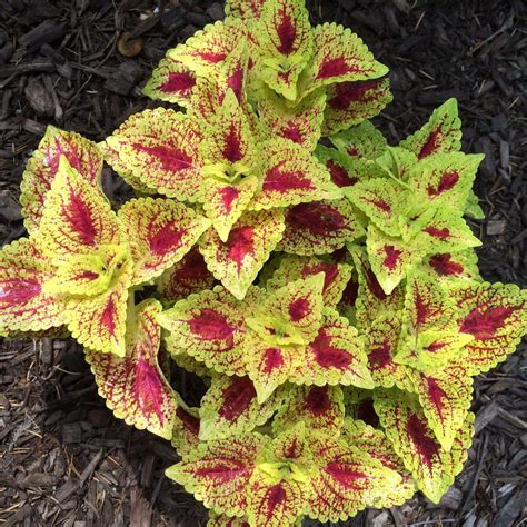 Coleus: Plant Care and Collection of Varieties - Garden.org