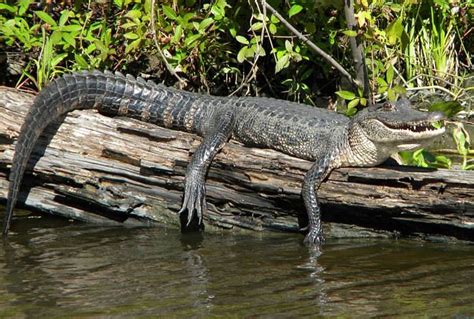 Jean Lafitte Swamp Tour | BigEasy.com