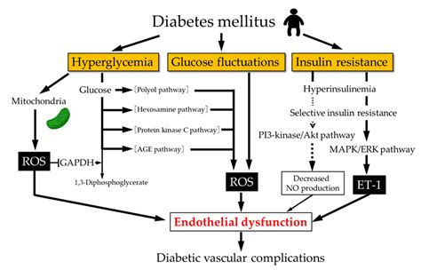 Not Gouverneur Ru diabetes endothelial dysfunction Lauern Pogo Stick ...