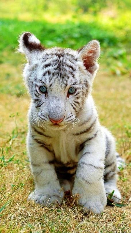 baby white tiger | Tumblr