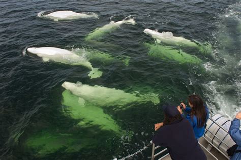 Get wet with Canadian beluga whales