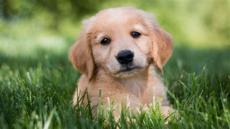 Download 1584 Golden Retriever Dog Puppy Wallpaper Beautiful - Golden Retriever Puppies 4k On ...