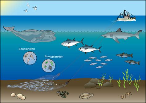 Northeast Ecosystem Dynamics and Assessment: Our Research | NOAA Fisheries