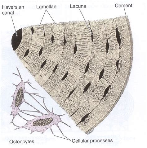 Lacuna | Anatomy and physiology, Clutch, Physiology