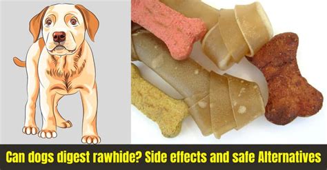 Can dogs digest rawhide? Side effects and safe Alternatives