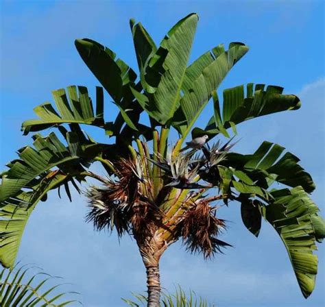 Giant Bird of Paradise | Garden View Landscape, Nursery & Pools