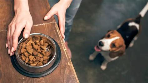 Exploring Organic Dog Food: Clarifying its Definition.