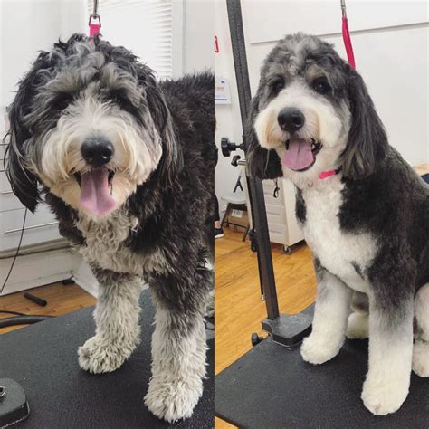 Best Types of Bernedoodle Haircuts - With Pictures! (2024) - We Love ...