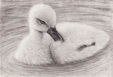 Baby Swan Drawing