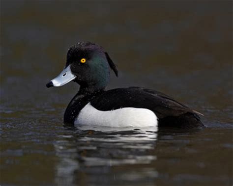 Tufted Duck breeding