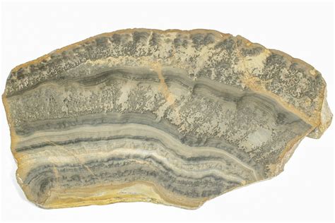 10.5" Triassic Aged Stromatolite Fossil - England (#211709) For Sale ...