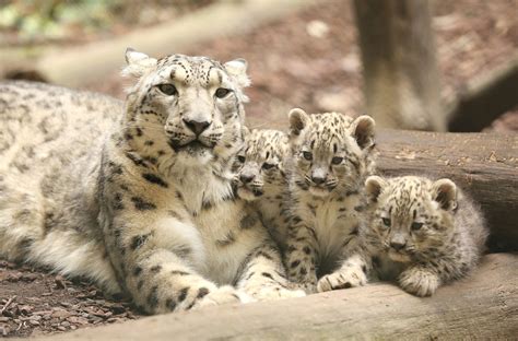 World Snow Leopard Day: 23 October