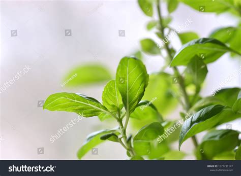 Basil Plant Green Leaves Isolated Stock Photo 1577731147 | Shutterstock