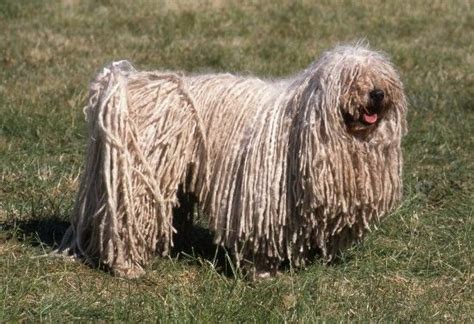 Dog breeds with dreadlocks! | Pets4Homes | Puli dog breed, Large dog ...