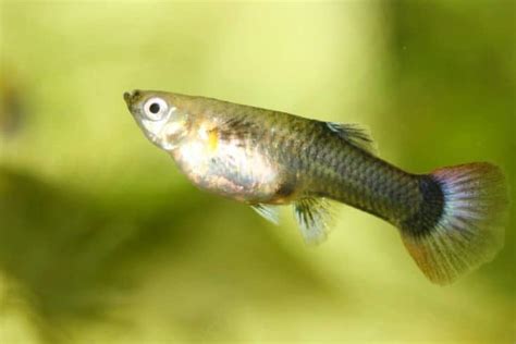 55 Different Types of Guppies -Varieties, Facts And Care