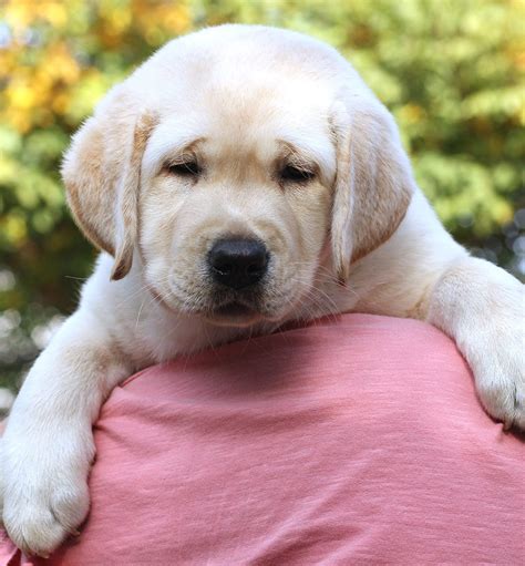 Big Dog Names - Over 350 Awesome Ideas For Large Puppy Naming