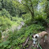 Gales Creek Trail, Oregon - 240 Reviews, Map | AllTrails