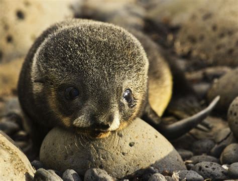 Trend changes in southern fur seal pup populations at Marion Island — Marion Island Marine ...