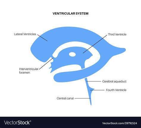 Ventricular system anatomy Royalty Free Vector Image