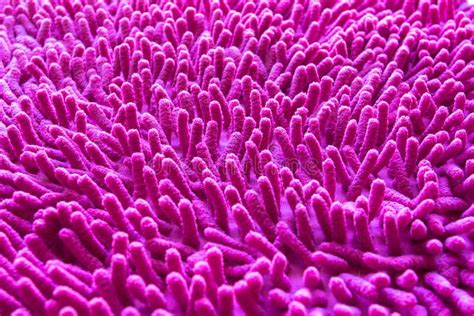 Pink Carpet Softness Texture of Doormat, Select Focus Close-up Image Stock Photo - Image of ...