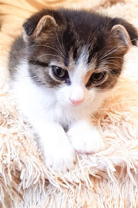 A Cute Little Kitten is Sleeping on a Fluffy Blanket. Funny Animals ...