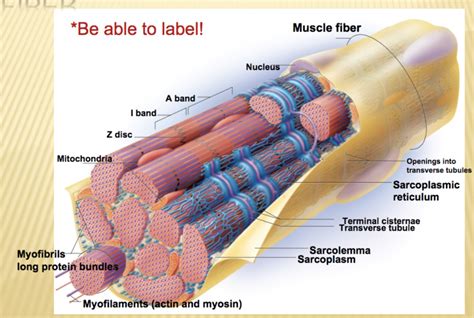 STRUCTURE OF A SKELETAL MUSCLE FIBER Diagram | Quizlet