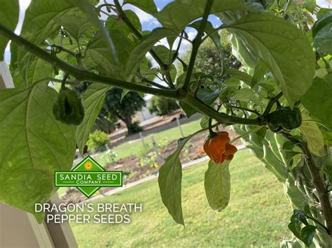 Dragon's Breath Chilli at 2.48 million Scoville – Sandia Seed Company