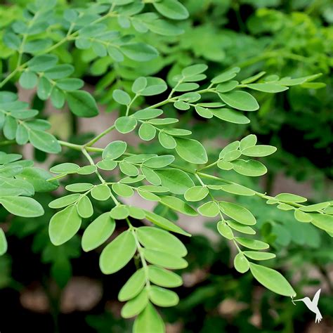 Why You Should Grow a Moringa Tree at Home - Producers Stories