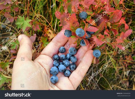 Womans Hand Picking Wild Growing Blueberries Stock Photo 330940028 ...