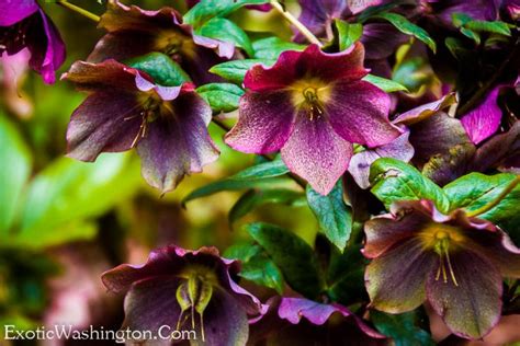 Colorful spring flowers at the arboretum. This photo is taken in ...