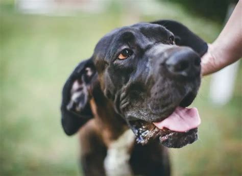 Best Training Treats for Great Dane Puppies - Hello Danes