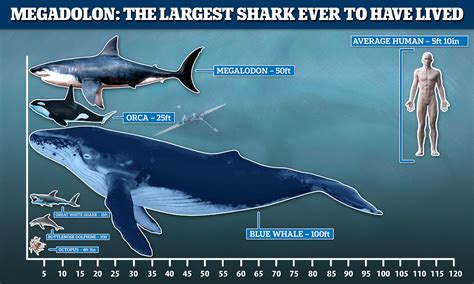 Megalodon Comparison To Blue Whale