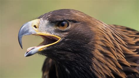 [Animals] How is the royal eagle, the mythical and emblematic bird of the Mexican flag - Animals ...