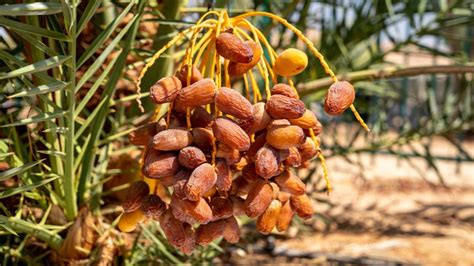 Scientists grow fresh dates from a sixth-century BCE seed - JNS.org