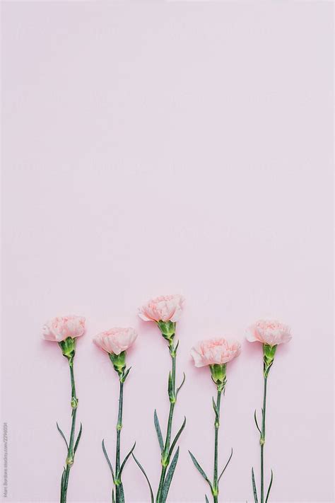 🔥 [30+] Pink Carnation Wallpapers | WallpaperSafari