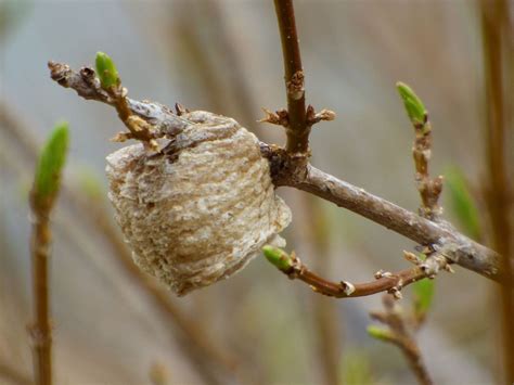 Praying Mantis Eggs: What Do Praying Mantis Egg Sacs Look Like | Gardening Know How