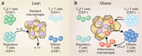 T-ing up inflammation in fat | Nature Medicine