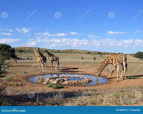 Giraffe drinking stock image. Image of drink, horizontal - 5809273