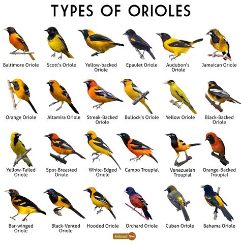 Orioles - PollockYacub