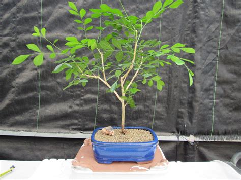 Flowering Orange Jasmine Bonsai Tree