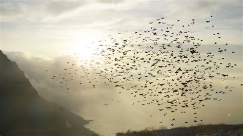 Giant Group of Flying Bats, Mega Bats in the Sky Stock Photo - Image of ...