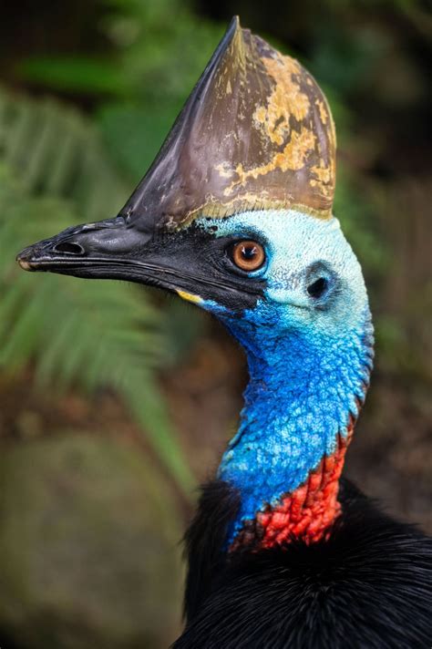 Cassowary Egg Color