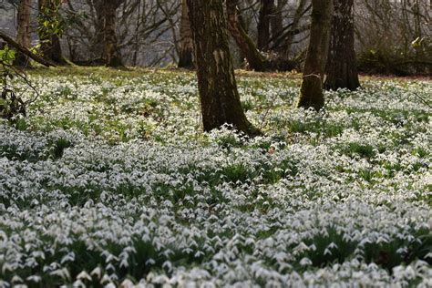 Woodland of snowdrops by KatesWildPlaces on DeviantArt