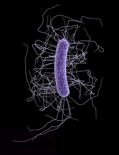 Rumen Microbes - Eubacterium cellulosolvens | Department of Animal Science