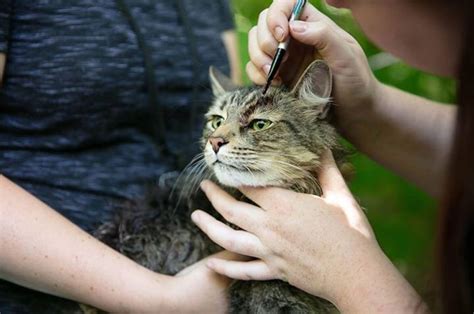 Stephen King’s Pet Sematary Remake Had Cats From Shelters Who Were ...