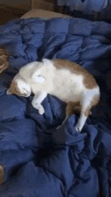 Lazy Cat GIFs | Tenor