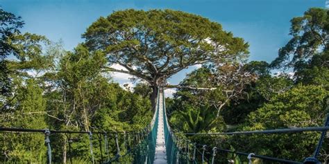 Tambopata National Reserve: A Treasure in the Jungle - The Only Peru Guide