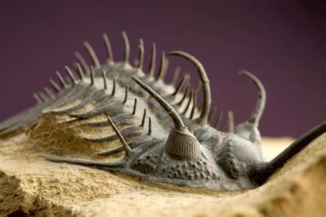 World Of Technology: A well-preserved trilobite specimen from Morocco