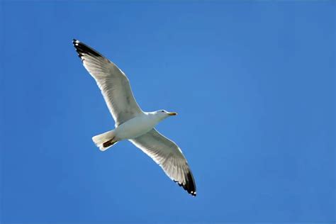 Seagull Symbolism: Seagull Spiritual Meaning And Dream Meaning ...